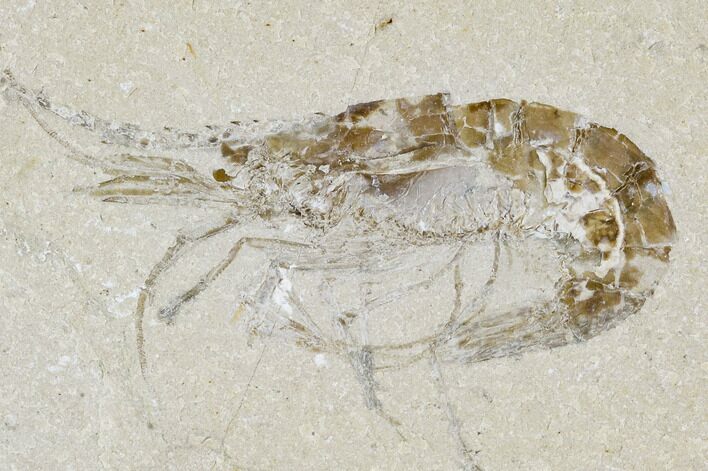 Cretaceous Fossil Shrimp - Lebanon #107436